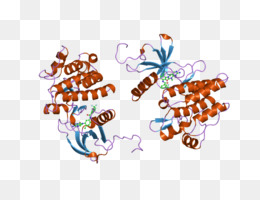 Hexosaminidase Hexb Enzyme PNG Hexosaminidase Hexb Enzyme