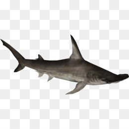 Requin Le Grand Requin Marteau Requin Marteau Lisse PNG Requin Le