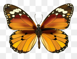 Papillon Png Images De Papillon Transparentes Png Gratuit