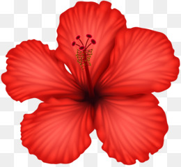 Hibiscus PNG - 2710 images de Hibiscus transparentes | PNG gratuit