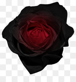 Noir Rose PNG - 904 images de Noir Rose transparentes | PNG gratuit