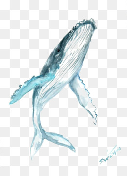 baleine png 3352 images de baleine transparentes png gratuit images de baleine transparentes png