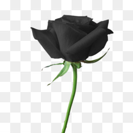 Noir Rose Png 1112 Images De Noir Rose Transparentes Png Gratuit