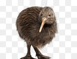 La Nouvelle Zelande Oiseau Au Nord De Lile De Kiwi Brun Png La Nouvelle Zelande Oiseau Au Nord De Lile De Kiwi Brun Transparentes Png Gratuit