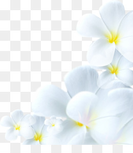 Fleur Blanche PNG - 26 images de Fleur Blanche transparentes | PNG gratuit