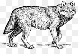 Bebe Loup Png 22 Images De Bebe Loup Transparentes Png Gratuit