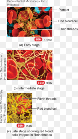 Principes D'Anatomie Et De Physiologie PNG - 4 Images De Principes D ...