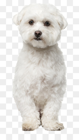 Bichon Frise Png 254 Images De Bichon Frise Transparentes Png Gratuit