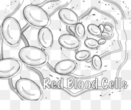 White Blood Cell Coloring Page Sketch Coloring Page