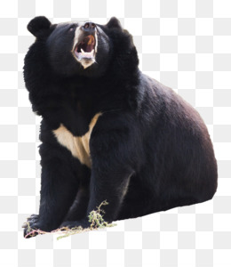 L Ours Noir D Asie Png 60 Images De L Ours Noir D Asie Transparentes Png Gratuit