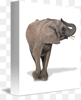 lelephant dafrique lelephant monde elephant jour png lelephant dafrique lelephant monde elephant jour transparentes png gratuit free png