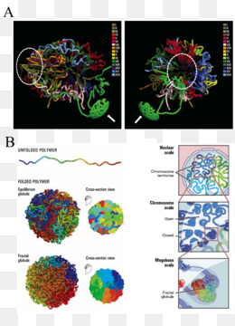 Capture De La Conformation Chromosomique PNG - 2 Images De Capture De ...