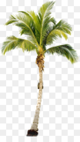 Palme D Or Png 6 Images De Palme D Or Transparentes Png Gratuit