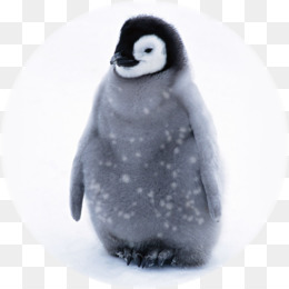 Pingouin Bebe Pingouins Noir Et Blanc Png Pingouin Bebe Pingouins Noir Et Blanc Transparentes Png Gratuit