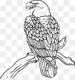 angry birds epic stella aigle puissant png transparentes gratuit art de coloriage hibou