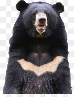 L Ours Noir D Asie Png 60 Images De L Ours Noir D Asie Transparentes Png Gratuit