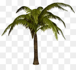 Les Palmiers Arbre En Californie Palm Png Les Palmiers Arbre En Californie Palm