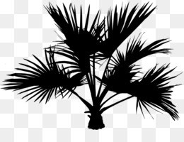 Arecaceae de palmier dattier de la Silhouette de l Arbre Asiatique rônier Palmier dattier