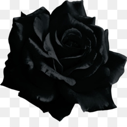 Noir Rose Png 1112 Images De Noir Rose Transparentes Png Gratuit