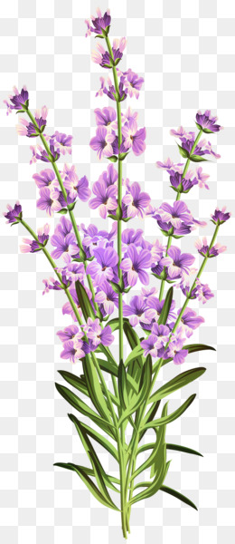 lavandula png 81 images de lavandula transparentes png gratuit free png