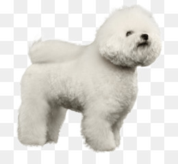 Bichon Frise Png 254 Images De Bichon Frise Transparentes Png Gratuit