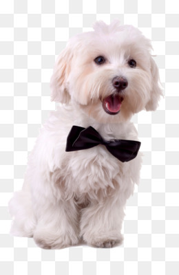 Bichon Frise Png 254 Images De Bichon Frise Transparentes Png Gratuit