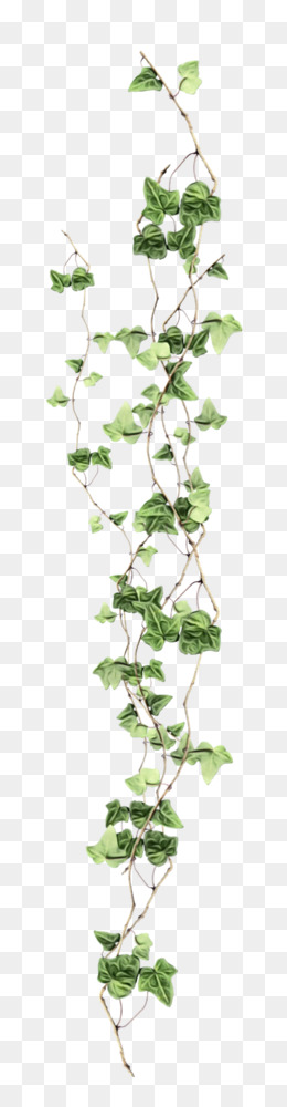 de la vigne plante grimpante mur png de la vigne plante grimpante mur transparentes png gratuit de la vigne plante grimpante mur png